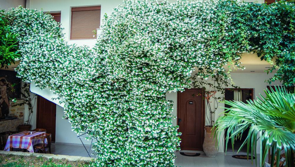 Apartment Erifili Kallithea (Chalkidiki)