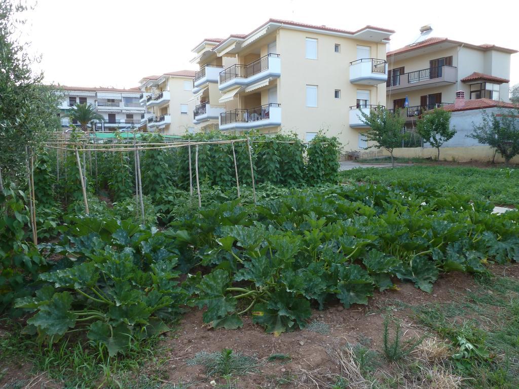 Apartment Dimi *