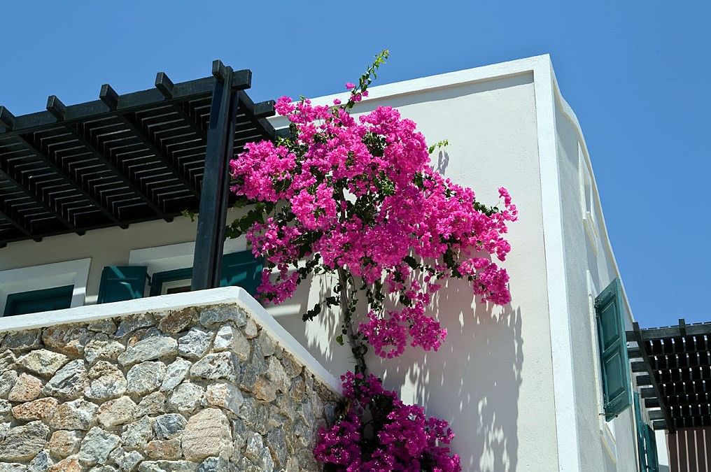 Rose Bay Kamari (Santorini)