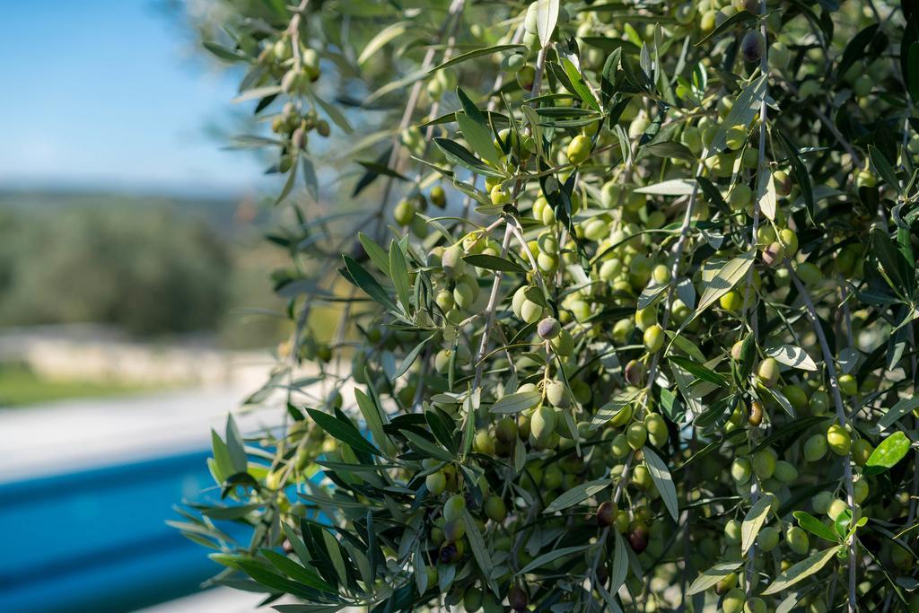 Olive Garden Villa Perama (Crete)