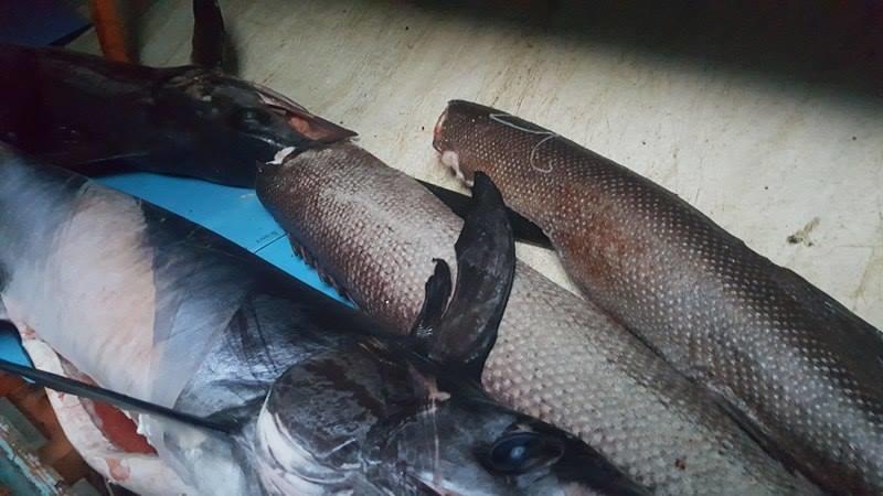 Fishing Trip 