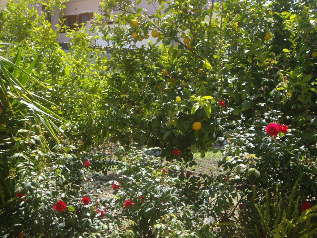 Hariklia Rent Guest house Zaros