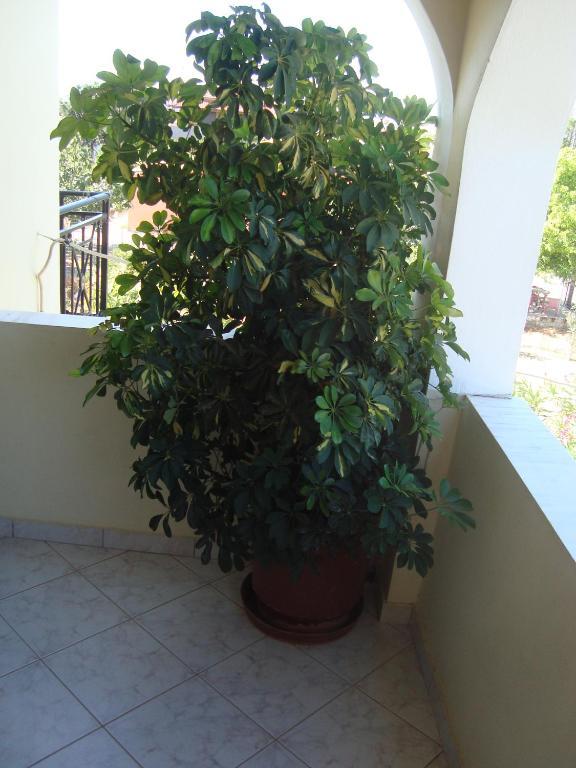 Olga * Agios Georgios (Corfu)