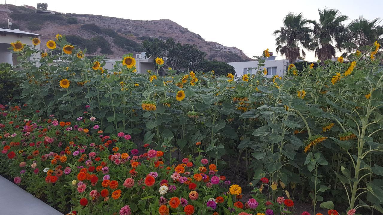Eleni * Kefalos (Kos)