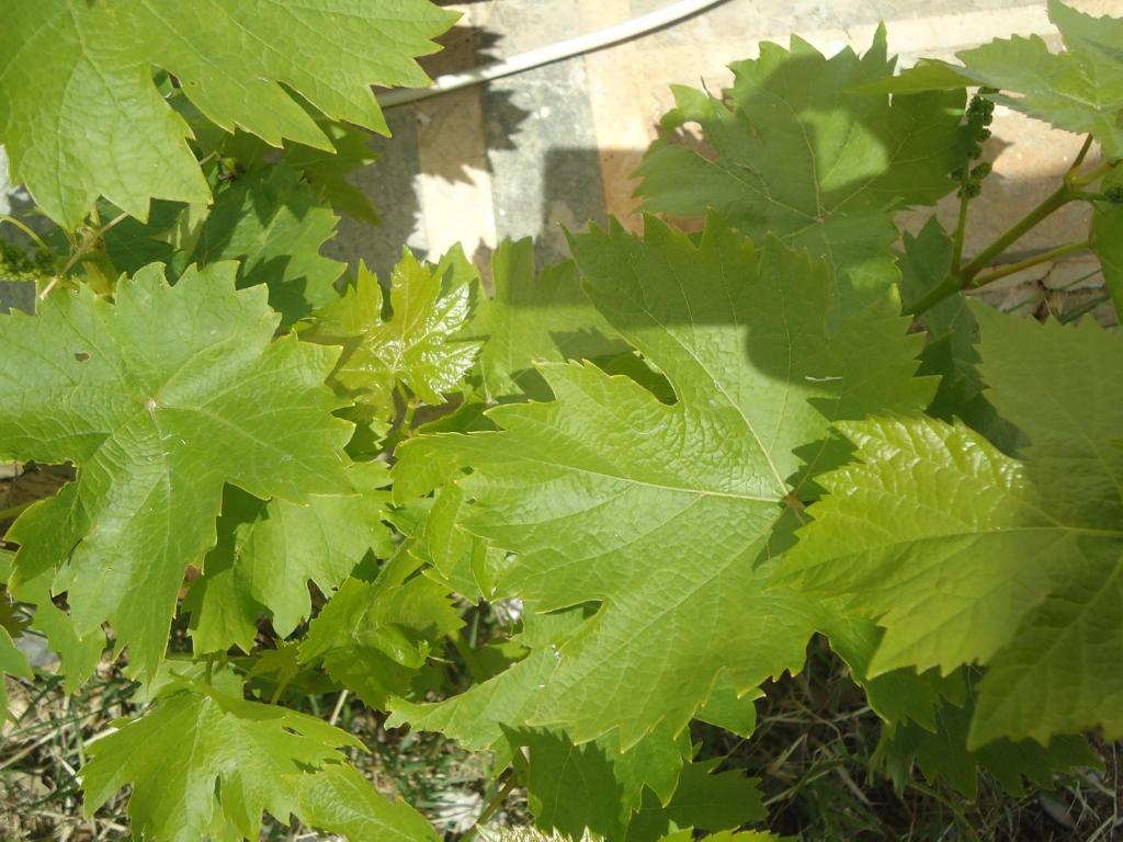 Corali * Plakias