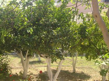 Hariklia Rent Guest house 3*