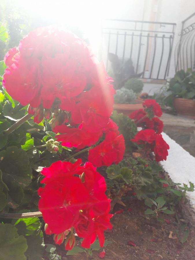 Apartment Dionysios *