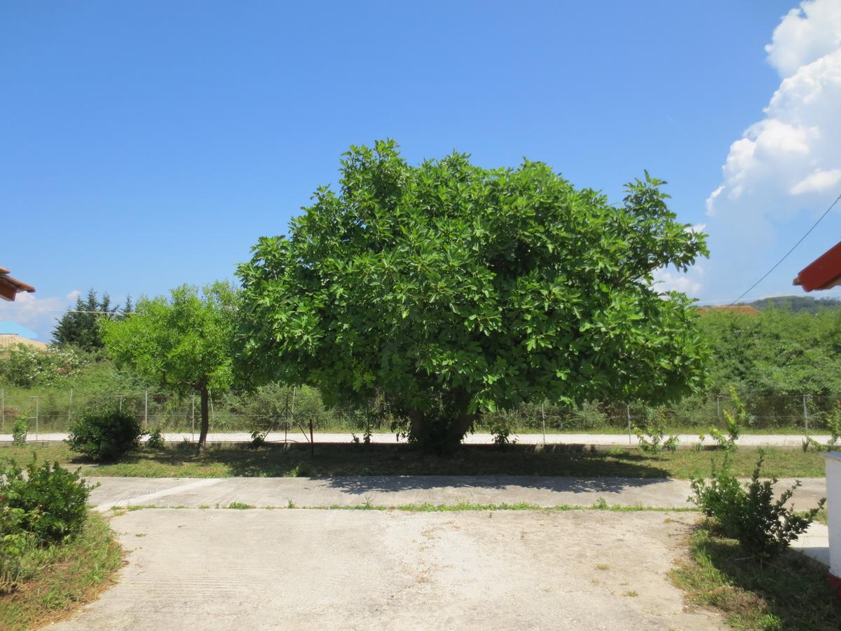 Sidari