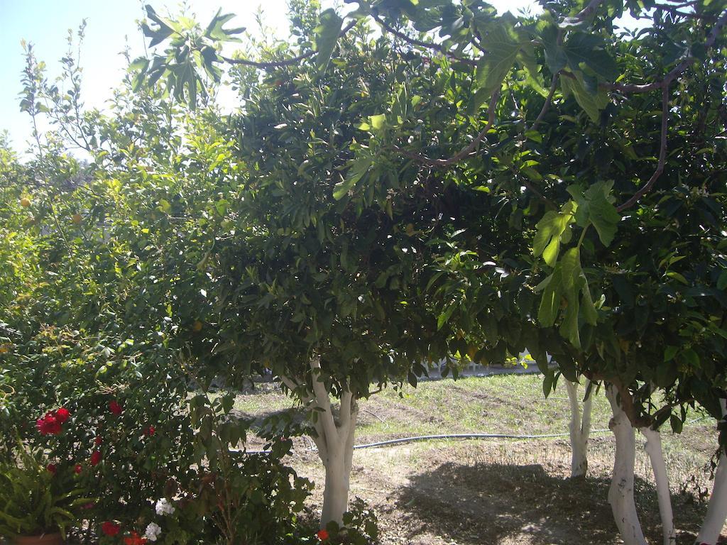 Hariklia Rent Guest house Zaros