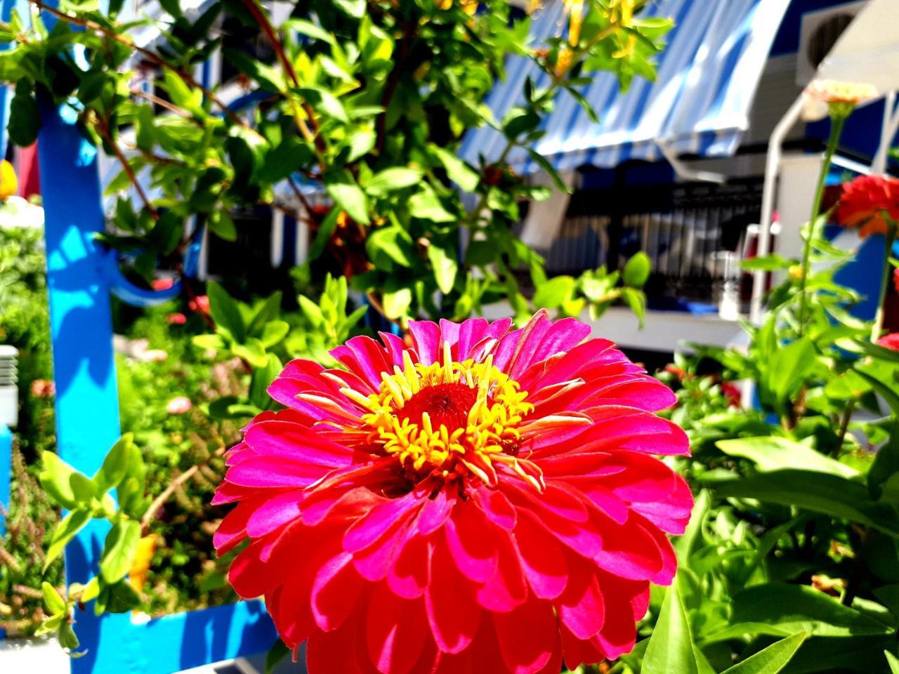 Hotel Zante Dahlia