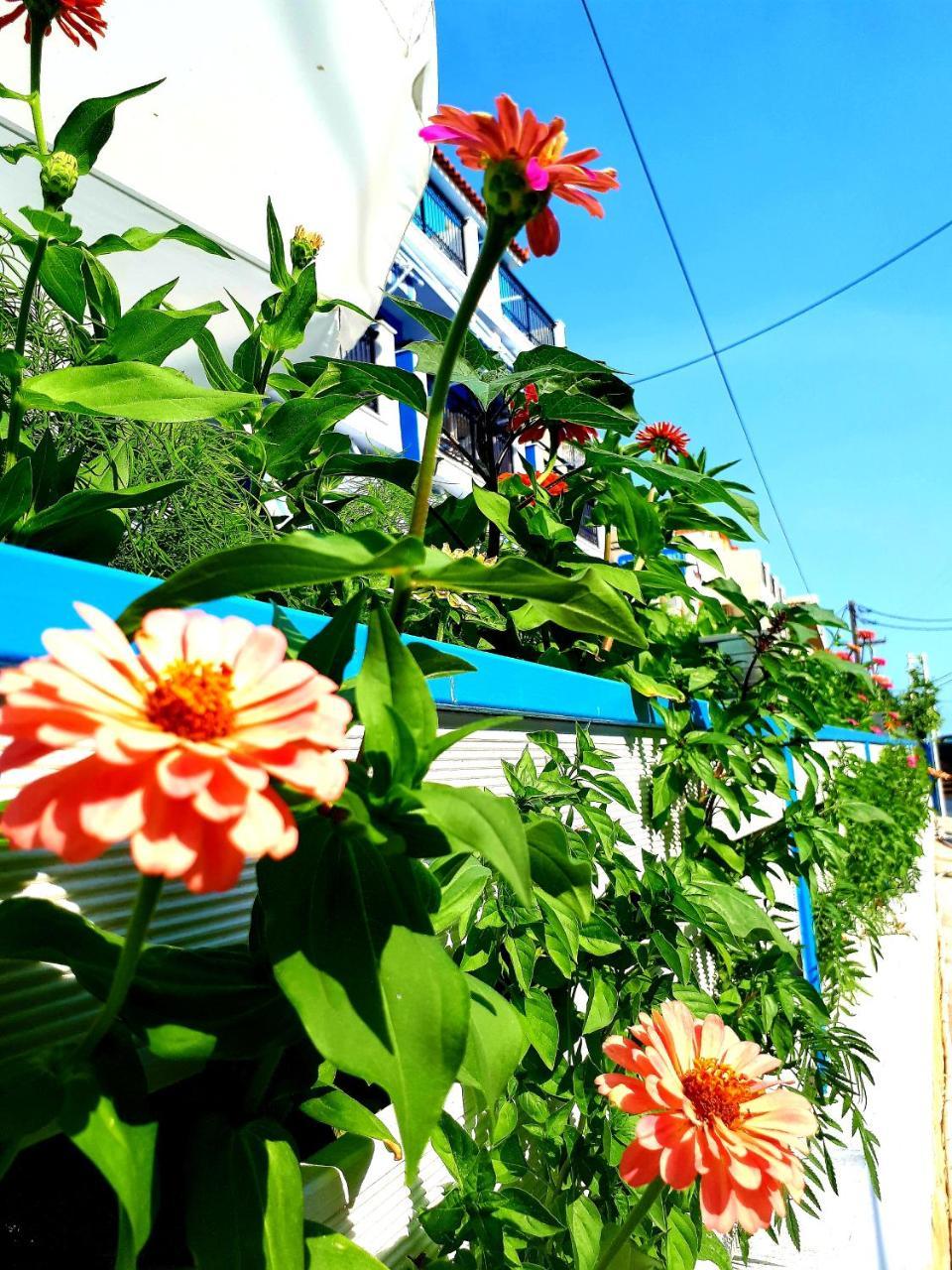 Zante Dahlia