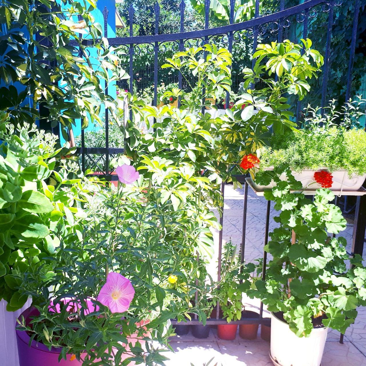 Zante Dahlia 3* Laganas
