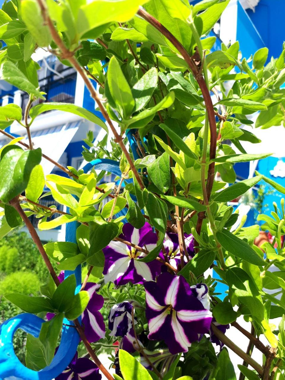 Zante Dahlia 3*