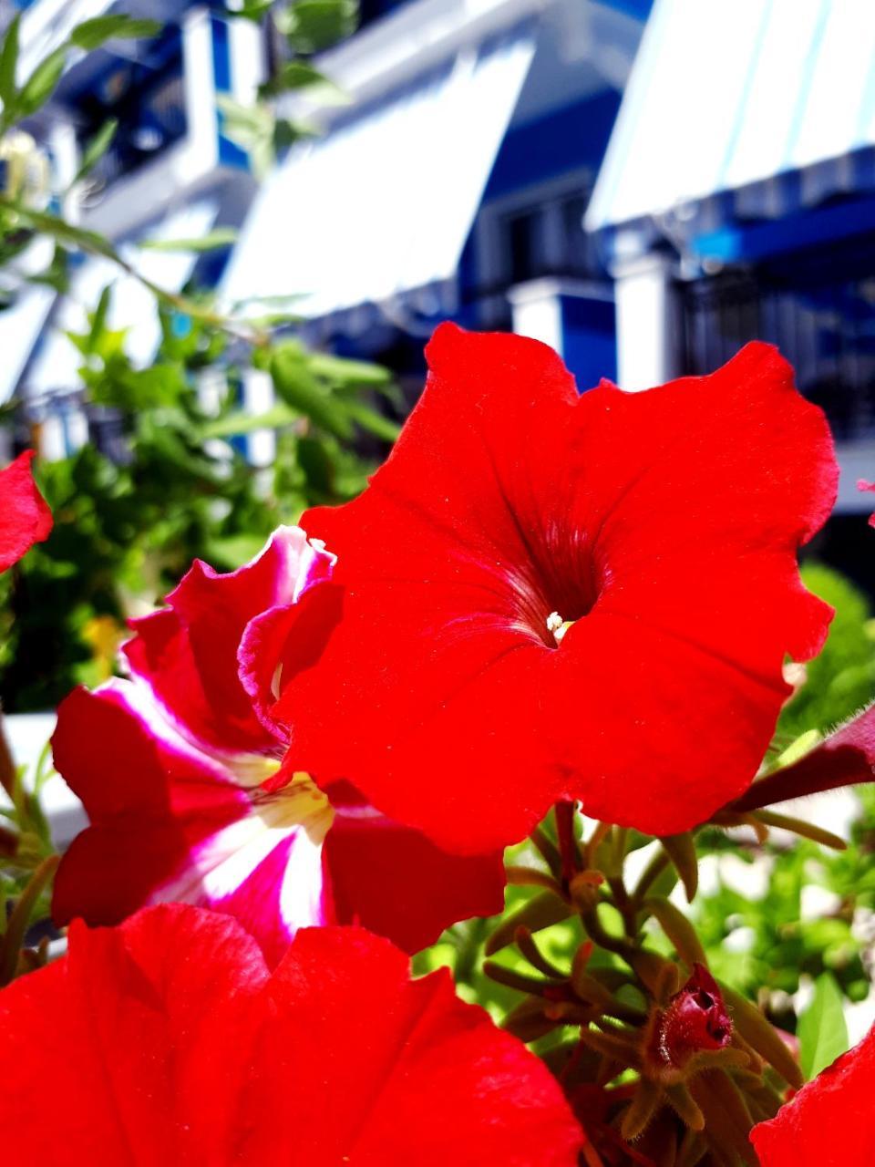 Zante Dahlia Hotel