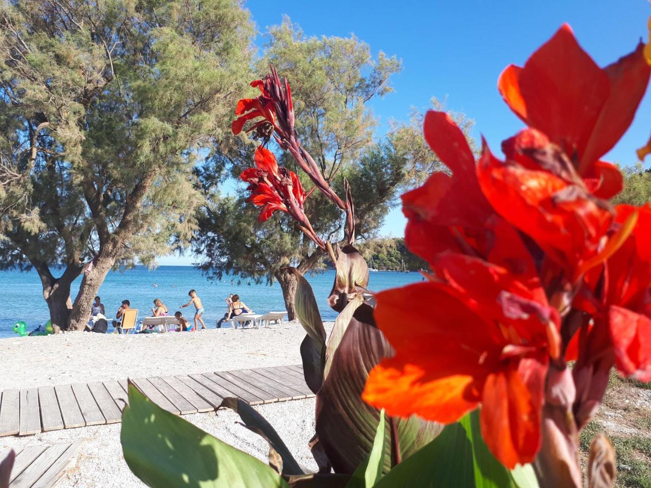 Zante Dahlia 3*