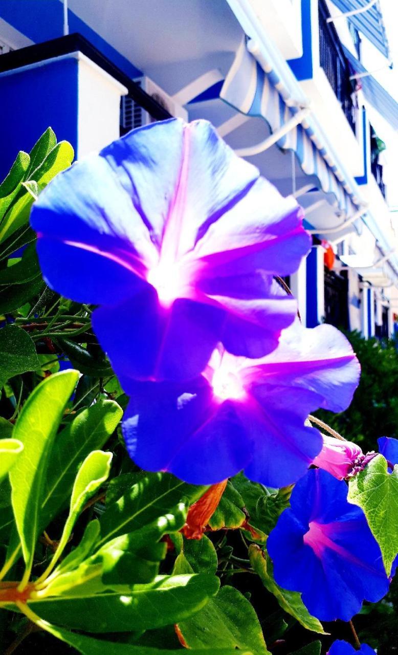 Hotel Zante Dahlia