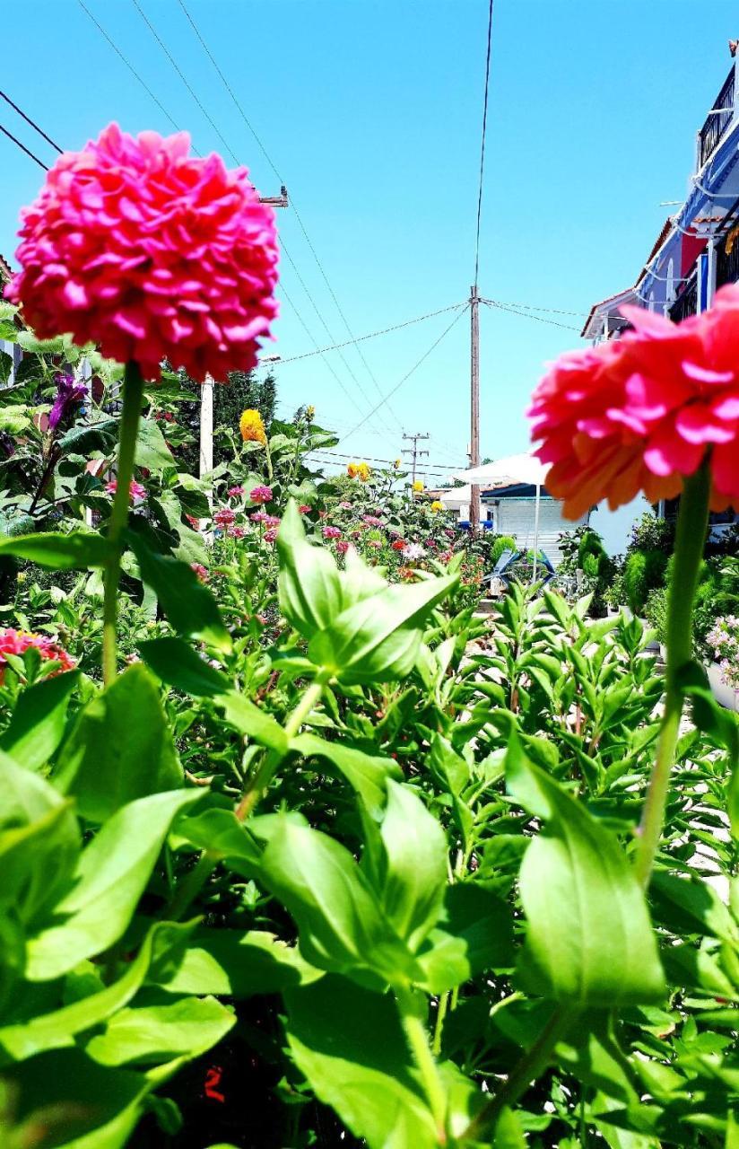 Zante Dahlia 3*