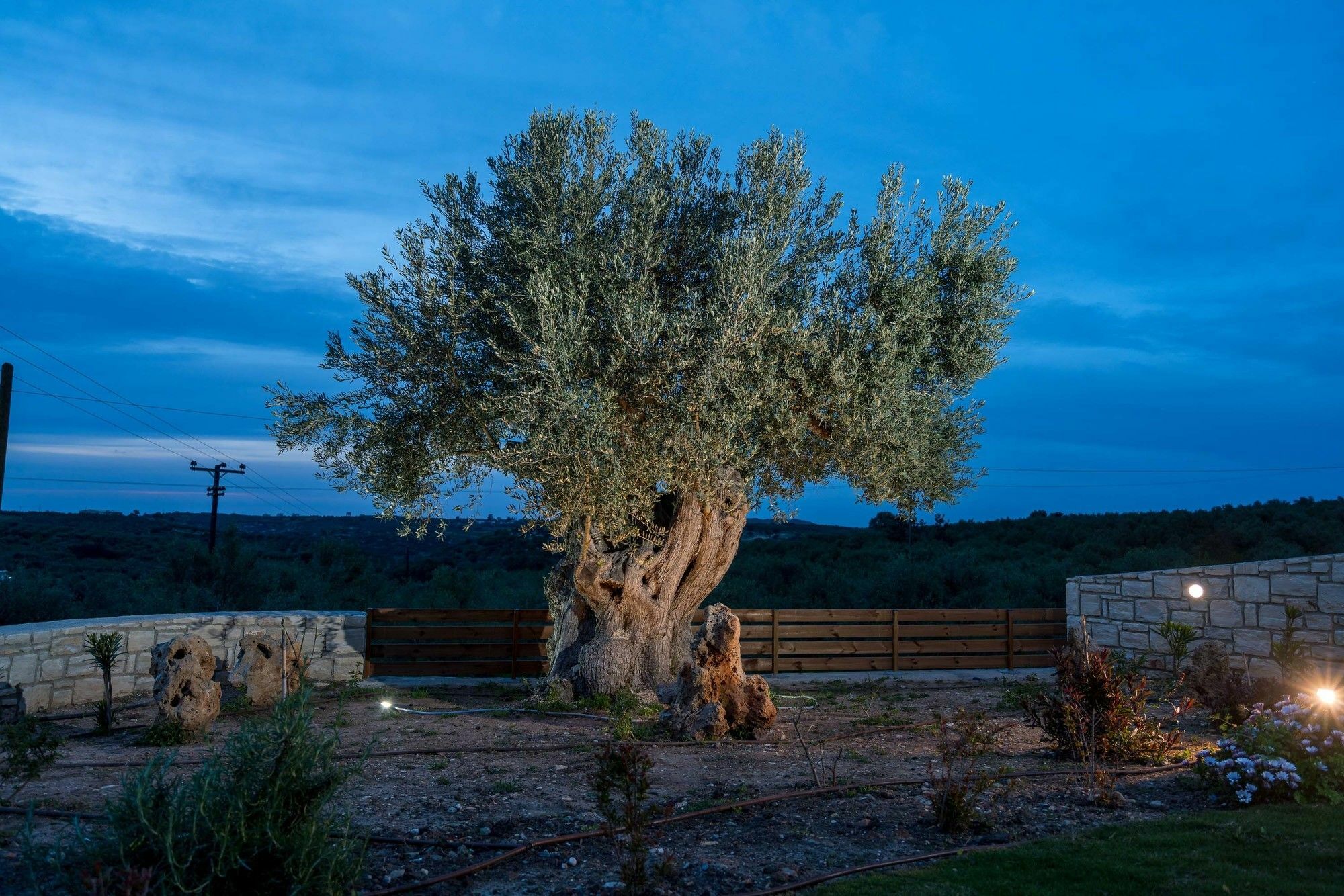 Villa Olive Garden Perama (Crete)