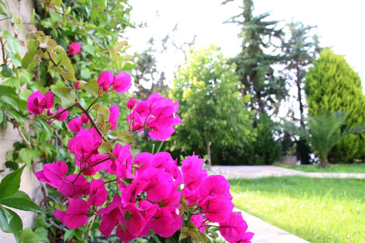 S&s Pura Vida Holiday home Paliouri