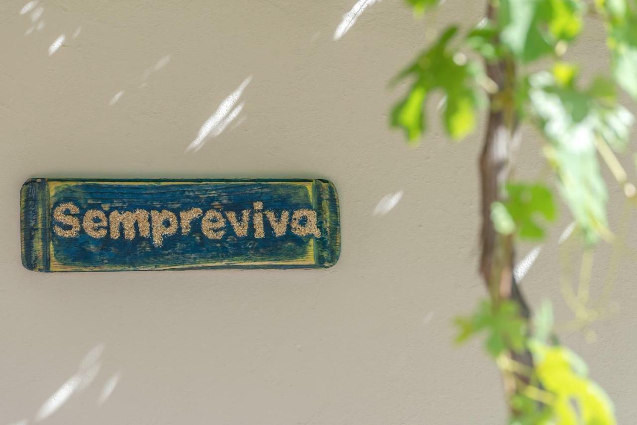 Sempreviva Agios Leon