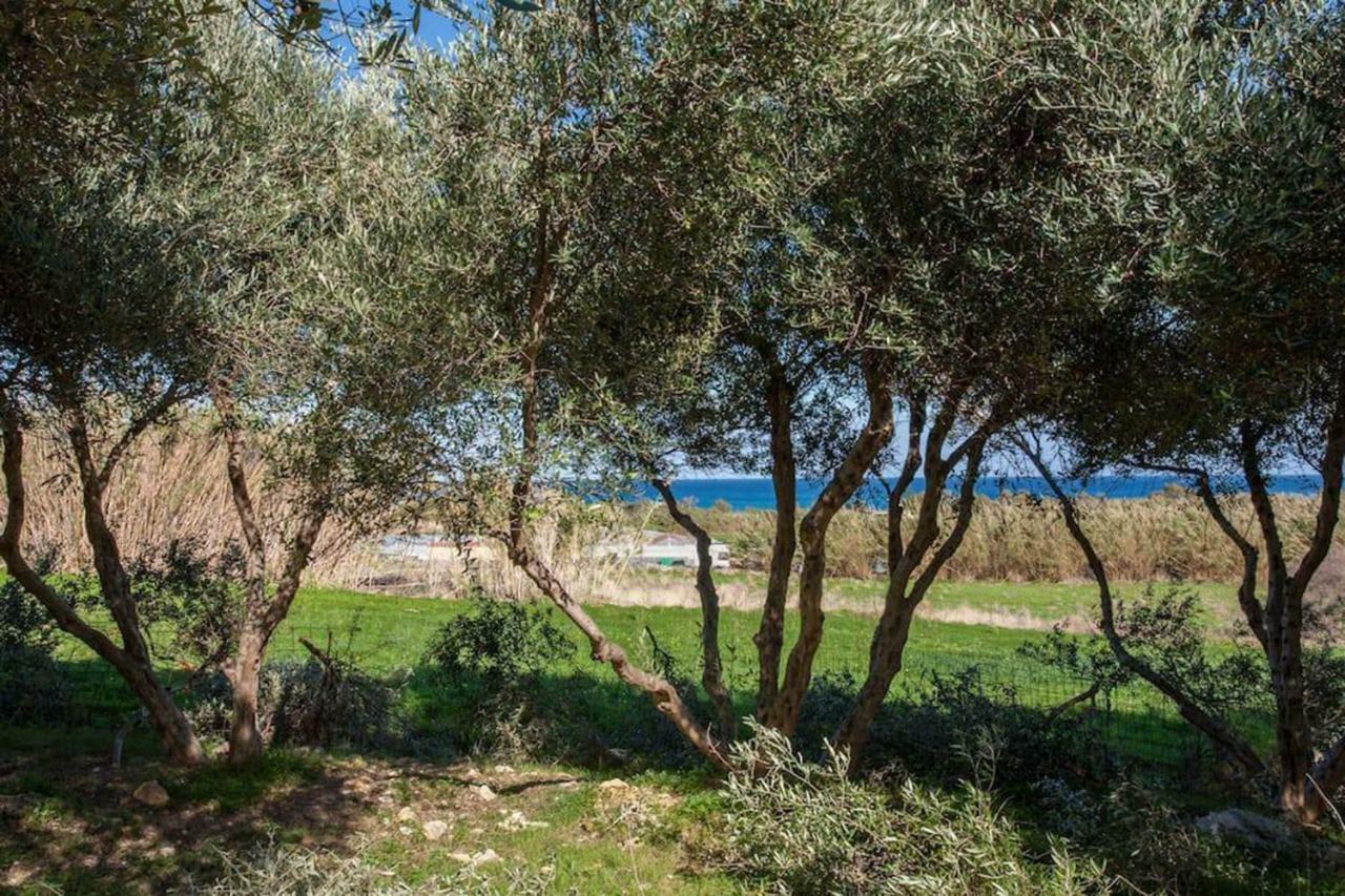 Olive Tree Farm 200m From The
