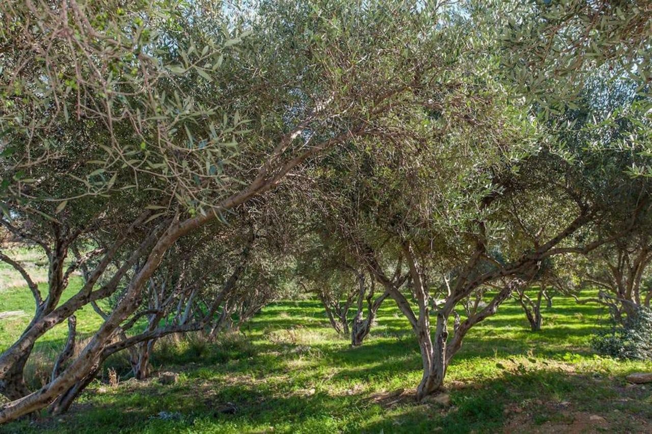 Olive Tree Farm 200m From The * Episkopi (Rethymno)